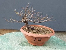 Bonsaï orme champêtre en pot 20 x 24 cm plante articulée arbre pré bonsaï...