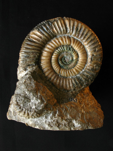 Ammonite oxfordien - ammonite, l'oxfordien