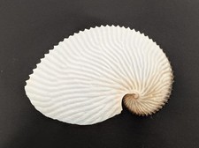 ARGONAUTE ARGO 127 mm f+++ Madagascar " Joli spécimen "