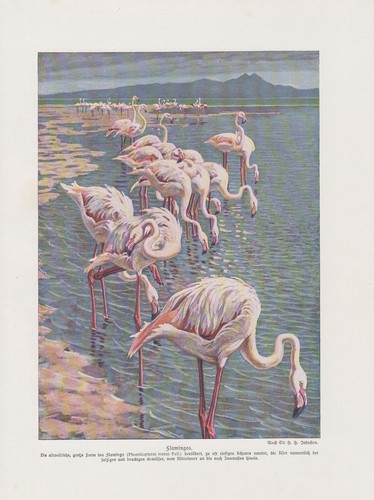 Flamant rose phoenicopterus - flamant,