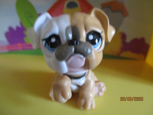 Petshop chien bouledogue - petshop,