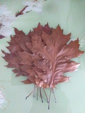 Feuilles De Chêne Rouge