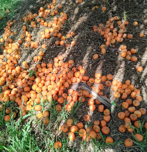 Seeds jelly pindo palm date - seeds,