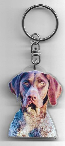 Braque allemand chien - braque,