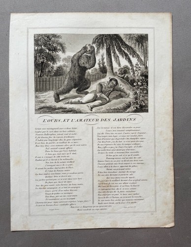 Ours amateur des - l'amateur,