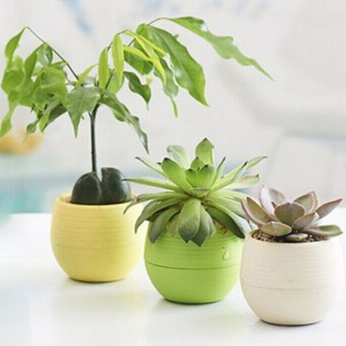 Petits pots de fleurs - de,