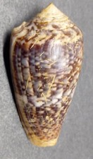 Conus (Pionoconus) monachus