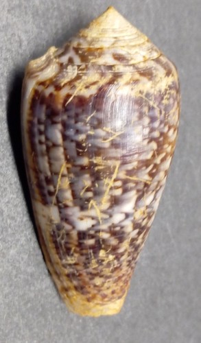 Conus monachus - conus,