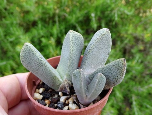 Pleiospilos simulens plante - pleiospilos,