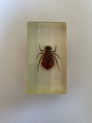 Véritable insecte dans - véritable,