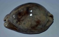 COQUILLAGES - CYPRAEA TRONA STECORARIA  GRISE - 86.50mm