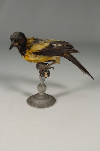 Ancien petit oiseau naturalise - ancien,