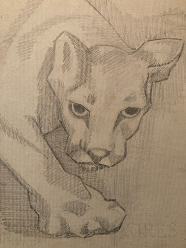 Drawing dessin lion félin - lion,