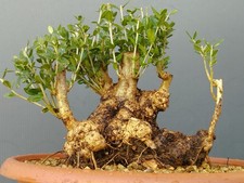 Bonsaï olivastre 20 x 17 cm