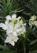 ♫ LAURIER Rustique 'Blanc Simple' - Nerium ♫ Graines ♫ Arbuste Haie Mellifère ♫