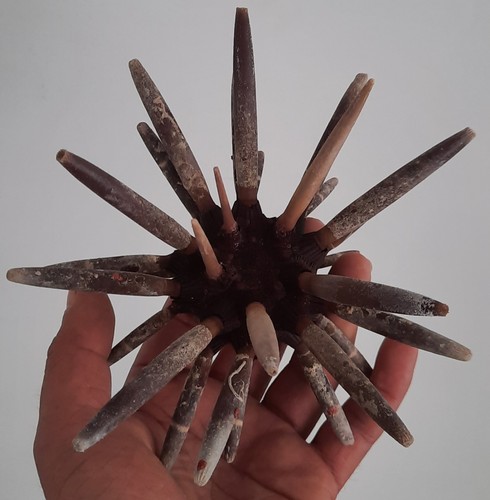 Curiosité taxidermie - ,,