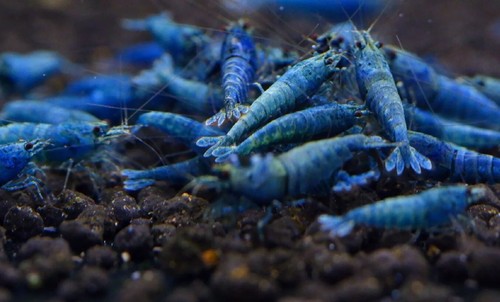 Lot crevettes deep blue - lot, 10