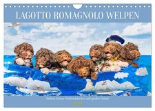 Lagotto Romagnolo chiots - Sept petits explorateurs du monde en grand voyage (Ca