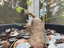 Ipomea Pubescens 10 Graines Seeds SAMEN Caudex