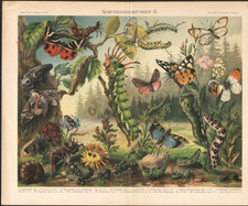 1890 Lithographie Insectes Mécanismes de défense Papillons Chenilles Entomologie