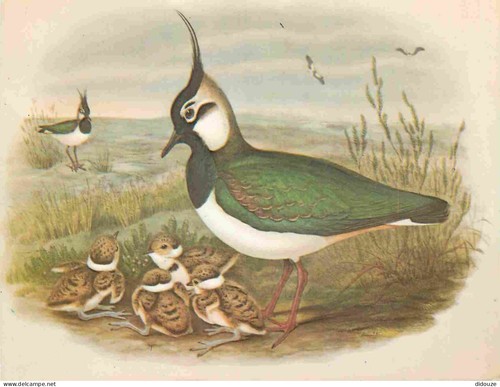 Carte postale animaux - carte,