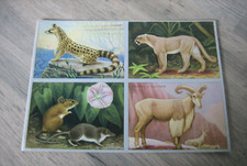 Ancienne planche images