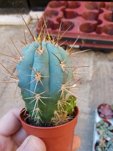 Browningia hertlingiana cactus - browningia,