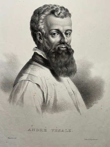 Andre vesale portrait - andre,