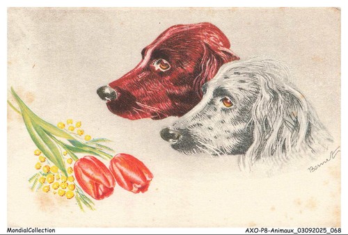 Axop8 0889 animaux chiens - axop8-0889-animaux,