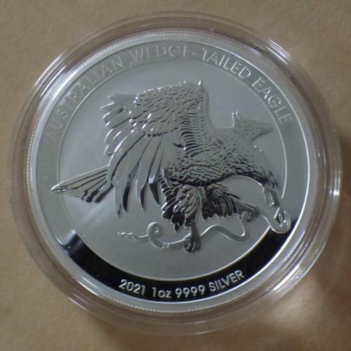 Australia wedge tail eagle - australia,