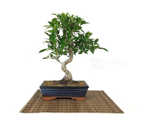 Pot bonsaï ficus retusa - ficus,