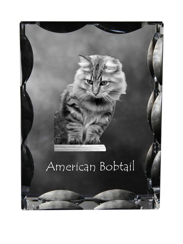 Américain bobtail cristal - américain,