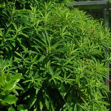 Euphorbia mellifera - Euphorbe