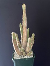 Très Vieux Cactus Euphorbia
