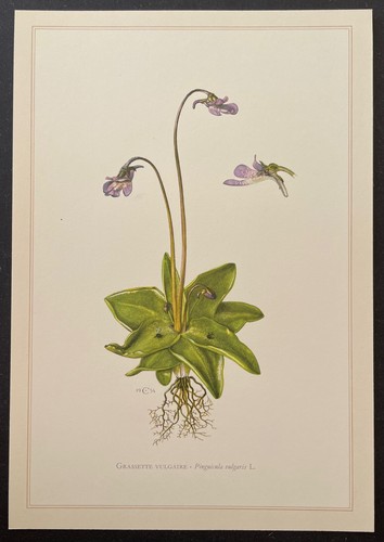 Botanique grassette vulgaire - grassette,