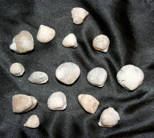 Lot brachiopodes fossile - 15,