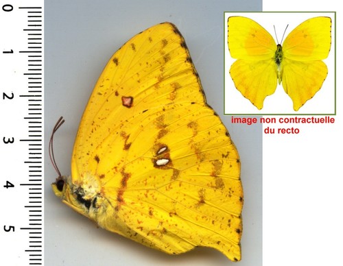 Pïeridae phoebis rurina - -,