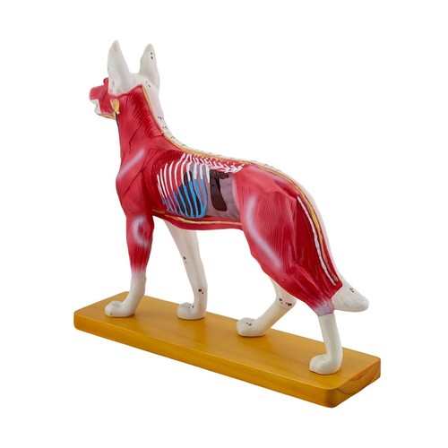 Modèle anatomique chien - modèle,
