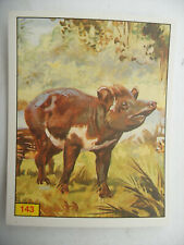 Stikers album PANINI 1992 immage Animaux Prehistorique Prehistoric Vignette #143