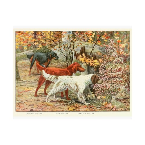 English setter gordon - gordon,