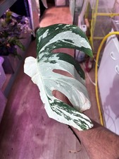 Monstera Albo Variegata Small Form – Plante Rare et Originale – Parfaite Santé