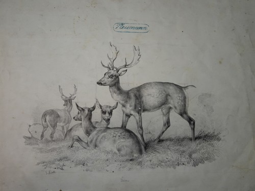 Victor adam grande - victor, (1801-1866)