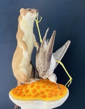 Magnifique Taxidermie Oiseau