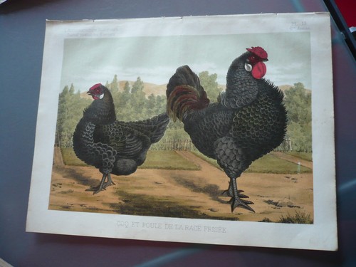 Gravure 1883 coq poule - , de