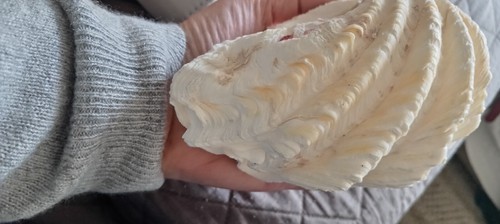 Coquillage benitier