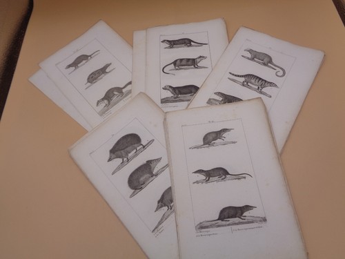 Lot gravures de buffon - 32,