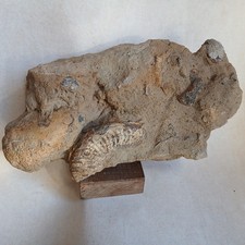 Bloc Ammonite et autres Fossiles, Saône Et Loire, France