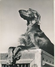 SETTER IRLANDAIS c. 1950 -