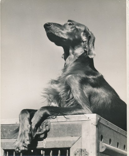 Setter irlandais 1950 - setter,