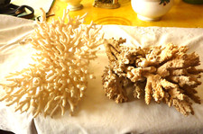 lot de 2 grosses branches de